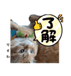 お嬢様猫むぎ様stamp（個別スタンプ：15）