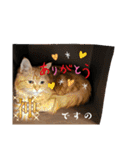 お嬢様猫むぎ様stamp（個別スタンプ：19）