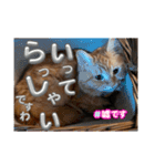 お嬢様猫むぎ様stamp（個別スタンプ：22）