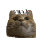 猫のくるみしゅりんぷ（個別スタンプ：1）
