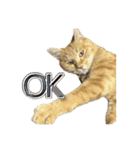 猫のくるみしゅりんぷ（個別スタンプ：2）