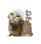 猫のくるみしゅりんぷ（個別スタンプ：3）