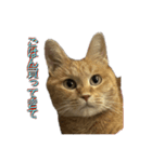 猫のくるみしゅりんぷ（個別スタンプ：4）