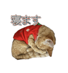 猫のくるみしゅりんぷ（個別スタンプ：7）