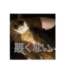 猫のくるみしゅりんぷ（個別スタンプ：8）