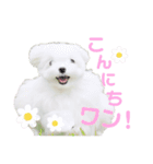 マルチーズのワンくんです！（個別スタンプ：1）