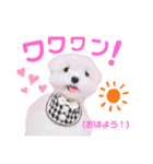 マルチーズのワンくんです！（個別スタンプ：2）