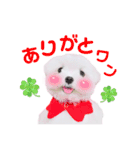 マルチーズのワンくんです！（個別スタンプ：3）