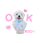 マルチーズのワンくんです！（個別スタンプ：4）
