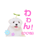 マルチーズのワンくんです！（個別スタンプ：5）