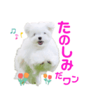 マルチーズのワンくんです！（個別スタンプ：6）