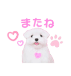 マルチーズのワンくんです！（個別スタンプ：8）