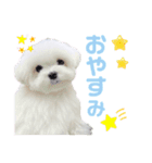 マルチーズのワンくんです！（個別スタンプ：9）