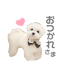 マルチーズのワンくんです！（個別スタンプ：10）