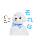 マルチーズのワンくんです！（個別スタンプ：12）