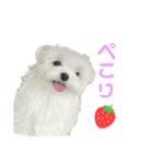 マルチーズのワンくんです！（個別スタンプ：13）