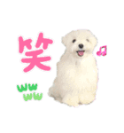 マルチーズのワンくんです！（個別スタンプ：14）