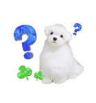 マルチーズのワンくんです！（個別スタンプ：15）