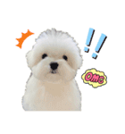 マルチーズのワンくんです！（個別スタンプ：16）