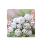 WHITE Pearl【お花で挨拶】春夏秋冬のお花（個別スタンプ：38）