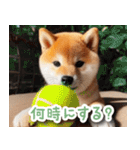 待ち合わせ柴犬【連絡・家族・友達】（個別スタンプ：29）