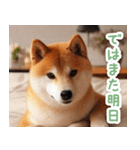 待ち合わせ柴犬【連絡・家族・友達】（個別スタンプ：31）