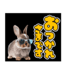 クールウサギ★デカ文字★カラフル（個別スタンプ：17）