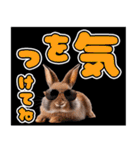 クールウサギ★デカ文字★カラフル（個別スタンプ：27）