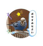 ピーちゃんのおしゃべり（個別スタンプ：20）