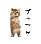 態度がでかい猫【可愛い・シュール】（個別スタンプ：5）