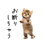 態度がでかい猫【可愛い・シュール】（個別スタンプ：18）