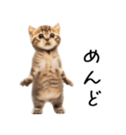 態度がでかい猫【可愛い・シュール】（個別スタンプ：20）