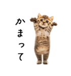 態度がでかい猫【可愛い・シュール】（個別スタンプ：21）