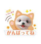 しろいわんこ♡人気♡犬大集合☆（個別スタンプ：8）