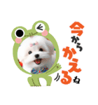 しろいわんこ♡人気♡犬大集合☆（個別スタンプ：20）