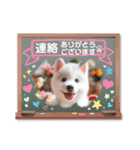 しろいわんこ♡人気♡犬大集合☆（個別スタンプ：21）