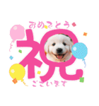 しろいわんこ♡人気♡犬大集合☆（個別スタンプ：23）