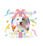 しろいわんこ♡人気♡犬大集合☆（個別スタンプ：24）