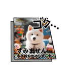 しろいわんこ♡人気♡犬大集合☆（個別スタンプ：28）