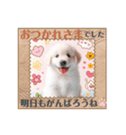 しろいわんこ♡人気♡犬大集合☆（個別スタンプ：31）