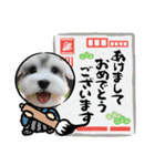 しろいわんこ♡人気♡犬大集合☆（個別スタンプ：38）