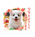 しろいわんこ♡人気♡犬大集合☆（個別スタンプ：39）