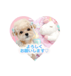 タレ目のテディさん♡4（個別スタンプ：4）