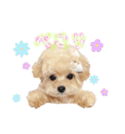 タレ目のテディさん♡4（個別スタンプ：6）