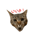セナ、モナ、ポンズ、ウニ、ビビ、トム（個別スタンプ：10）