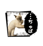お酒とネコ好きな日常会話16（個別スタンプ：10）
