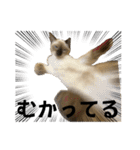 お酒とネコ好きな日常会話16（個別スタンプ：15）