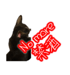 お酒とネコ好きな日常会話16（個別スタンプ：23）