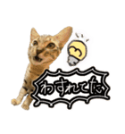お酒とネコ好きな日常会話16（個別スタンプ：32）
