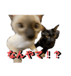 お酒とネコ好きな日常会話16（個別スタンプ：34）
